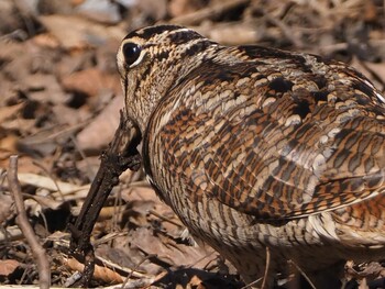 Eurasian Woodcock Maioka Park Sun, 2/6/2022