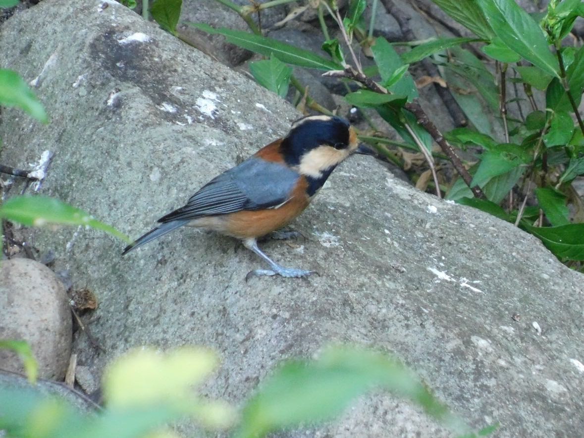 Photo of Varied Tit at  by ヨウコ