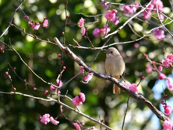 ジョウビタキ 洗足池 2022年2月6日(日)