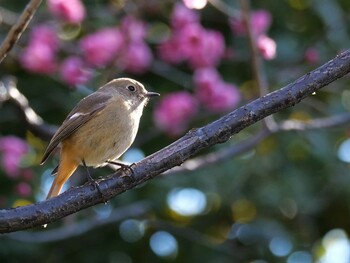 ジョウビタキ 洗足池 2022年2月6日(日)