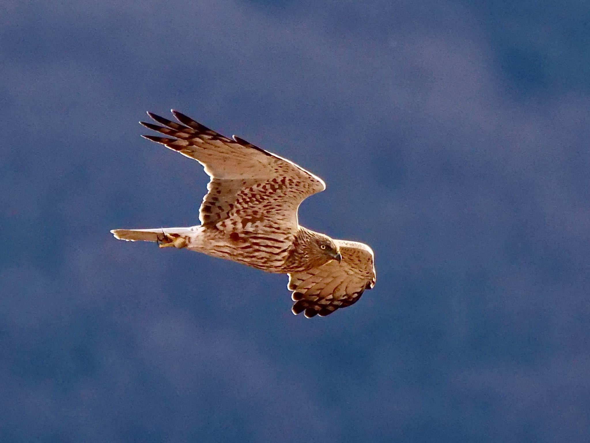 Photo of Eastern Marsh Harrier at 岡山市南区 by OLD55