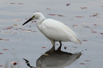 コサギ 明石公園 2021年12月12日(日)