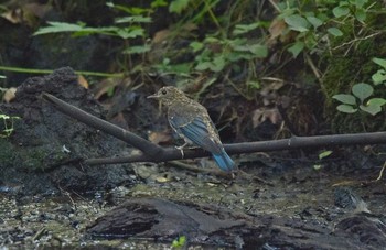 Blue-and-white Flycatcher Unknown Spots Wed, 8/23/2017