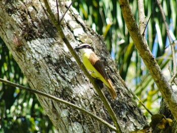 Great Kiskadee San Gerardo De Dota (Costa Rica) Unknown Date