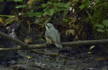 ゴジュウカラ 場所が不明 2017年8月23日(水)