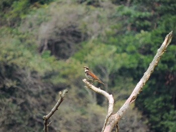 ツグミ 福井県敦賀市中池見湿地 2015年4月12日(日)