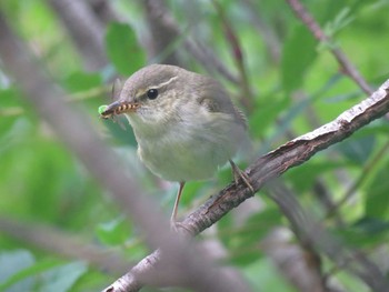 未同定 蓮華岳 2017年8月22日(火)