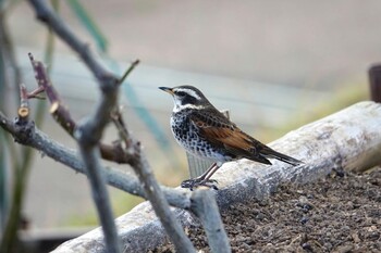 Dusky Thrush 駕与丁公園 Sun, 2/6/2022