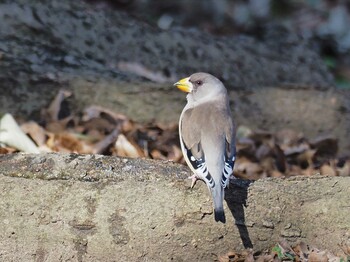 Chinese Grosbeak Oizumi Ryokuchi Park Sun, 2/6/2022