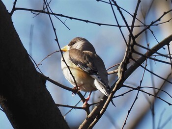 Chinese Grosbeak Oizumi Ryokuchi Park Sun, 2/6/2022