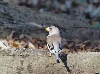 Chinese Grosbeak Oizumi Ryokuchi Park Sun, 2/6/2022