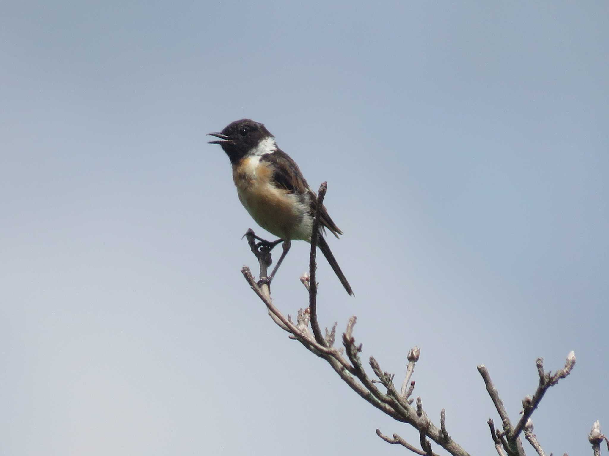 Photo of Amur Stonechat at 八島湿原(八島ヶ原湿原) by Bo-zai