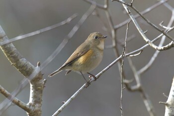 ルリビタキ 滋賀県甲賀市甲南町創造の森 2022年2月8日(火)