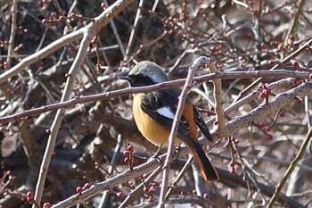 ジョウビタキ 郡山城 2022年2月6日(日)