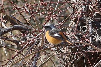 ジョウビタキ 郡山城 2022年2月6日(日)