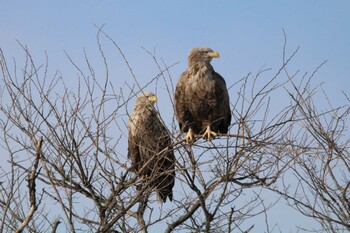 Thu, 2/3/2022 Birding report at 十勝地方 豊頃町十勝川河口