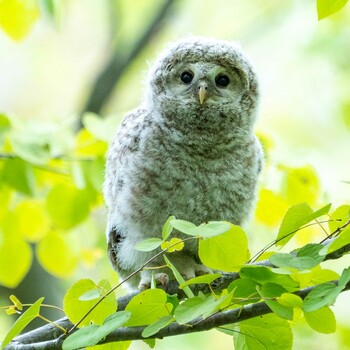 Ural Owl(japonica) 北海道 Fri, 5/21/2021