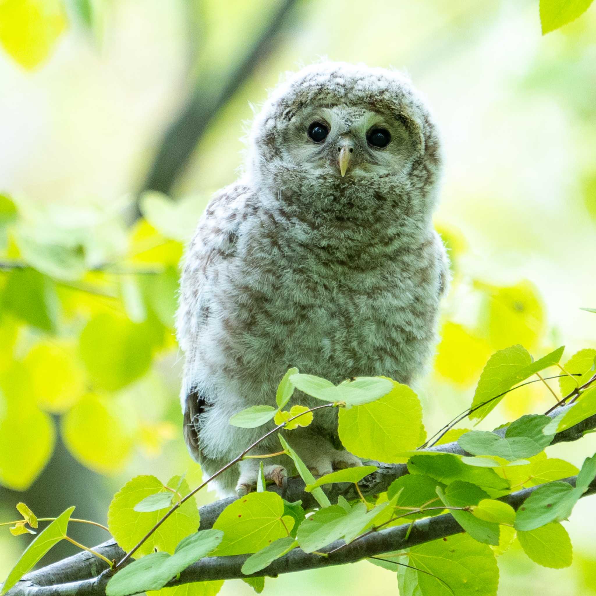 Photo of Ural Owl(japonica) at 北海道 by hana