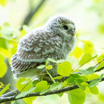 エゾフクロウ 北海道 2021年5月21日(金)