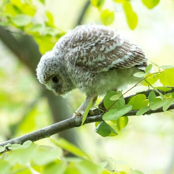 Ural Owl(japonica) 北海道 Fri, 5/21/2021