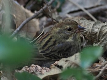 クロジ 不動ヶ池 2022年2月3日(木)