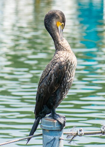 未同定 井の頭恩賜公園 2021年6月8日(火)