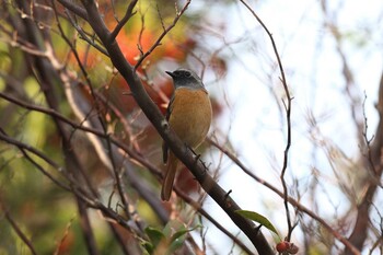 ジョウビタキ 明石公園 2021年12月12日(日)