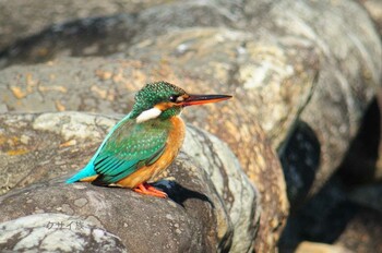 Common Kingfisher 奈良県橿原市 Mon, 2/7/2022