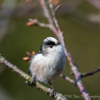 Long-tailed Tit Mitsuike Park Sun, 1/30/2022