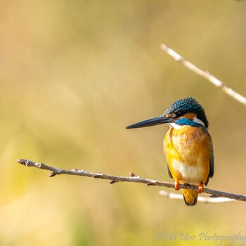 Common Kingfisher Mitsuike Park Sun, 1/30/2022