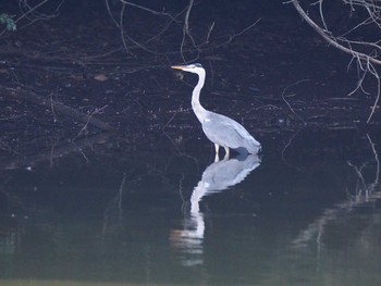 Grey Heron 野口池 Sat, 8/26/2017