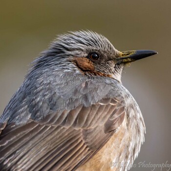 Brown-eared Bulbul Mitsuike Park Sun, 1/30/2022