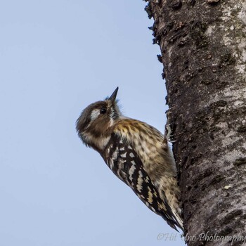 Japanese Pygmy Woodpecker Mitsuike Park Sun, 1/30/2022