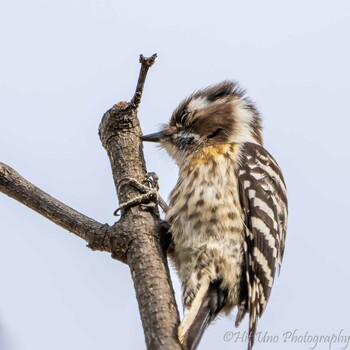 Japanese Pygmy Woodpecker Mitsuike Park Sun, 1/30/2022