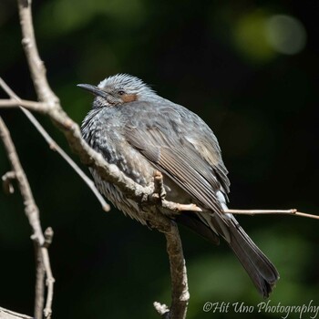 Brown-eared Bulbul Mitsuike Park Sun, 2/6/2022