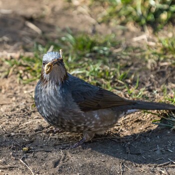 Brown-eared Bulbul Mitsuike Park Sun, 2/6/2022