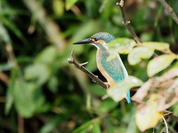 Common Kingfisher 野口池 Sat, 8/26/2017