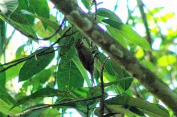 White-throated Xenops