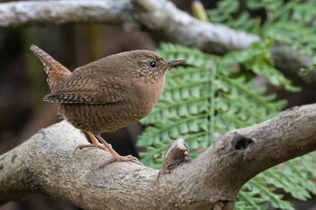 Eurasian Wren 追分市民の森 Tue, 2/8/2022