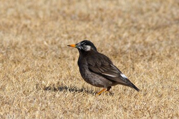 White-cheeked Starling 杭瀬川スポーツ公園 Mon, 1/24/2022