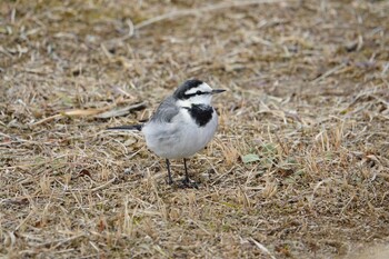 ハクセキレイ 駕与丁公園 2022年2月6日(日)