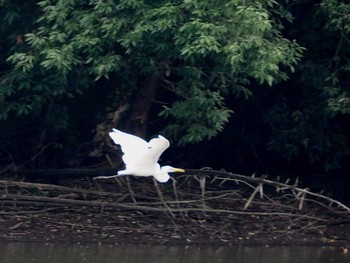 Medium Egret 野口池 Sat, 8/26/2017