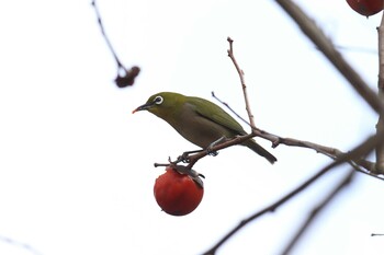 メジロ 明石公園 2021年12月12日(日)