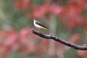 キセキレイ 明石公園 2021年12月12日(日)