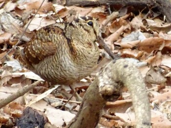 2022年2月8日(火) 舞岡公園の野鳥観察記録