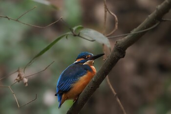 カワセミ 東高根森林公園 2022年2月6日(日)