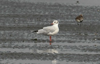 ユリカモメ ふなばし三番瀬海浜公園 2017年8月25日(金)