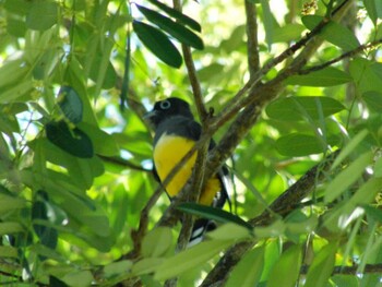 Black-headed Trogon San Gerardo De Dota (Costa Rica) Unknown Date