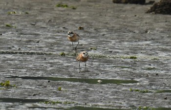 メダイチドリ ふなばし三番瀬海浜公園 2017年8月25日(金)