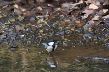 シジュウカラ 東高根森林公園 2022年2月6日(日)